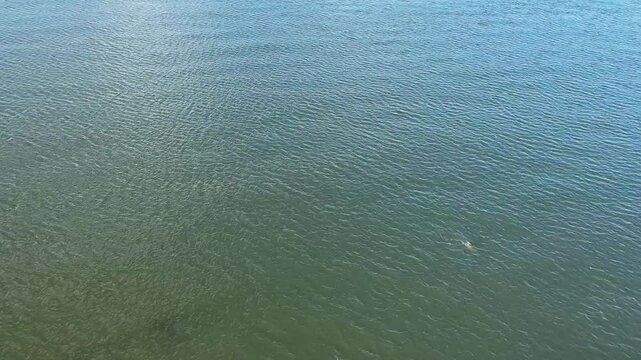 Dolphins seen from above in river and sea waters in Ilh&eacute;us, Bahia.
