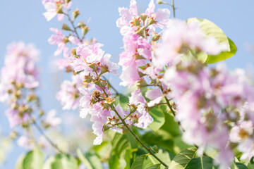 Queens Flower or Inthanin flower in Thailand, Lagerstroemia speciosa, cheerful blooming in park.