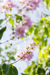 Queens Flower or Inthanin flower in Thailand, Lagerstroemia speciosa, cheerful blooming in park.