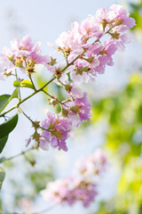 Queens Flower or Inthanin flower in Thailand, Lagerstroemia speciosa, cheerful blooming in park.