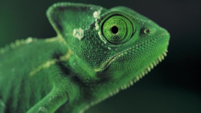 green lizard on a dark background, Closeup video of a green chameleon seen from one side. A chameleon moving its eye, with dark background. Veiled chameleon (Chamaeleo calyptratus).