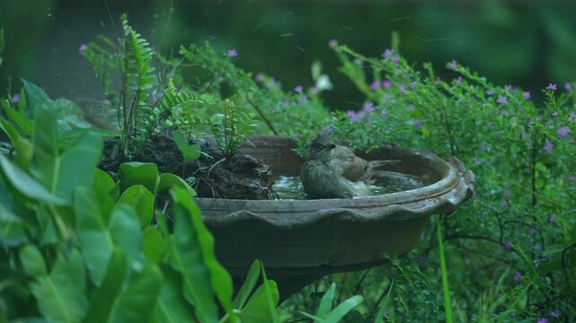 funny Birds playing a water splash in nature summer, wildlife animal scene in motion of freedom moment on water basin sink, slow-motion shot