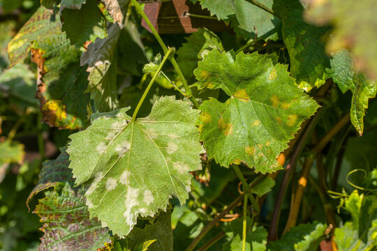 Plasmopara viticola simptoms