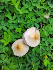 Light mushrooms in the garden