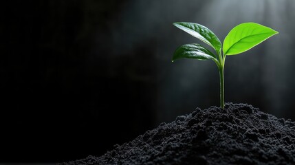 A young sprout emerges from dark soil, bathed in a soft light