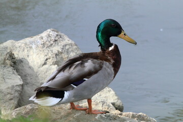 tuffo dalle rocce