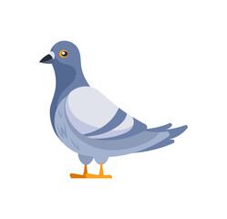 Pigeon standing and looking right, colorful vector illustration