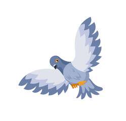 Gray dove flying with spread wings and orange paws on white background