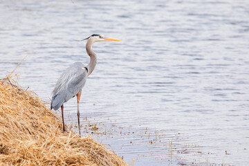 A great blue heron, ardea cinerea, stands on the edge of a lake on a spring day in Iowa, close up photo. 