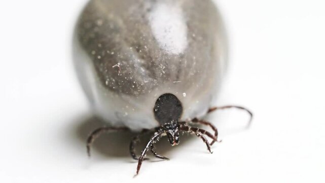 Short clip of engorged tick moving on white background