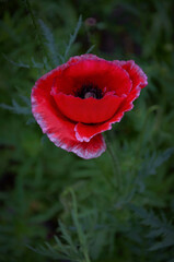 Fototapeta premium Beautiful poppy in the evening light, blooming in the garden