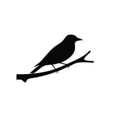 bird on a branch