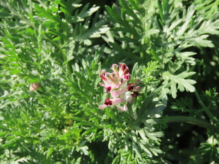 Beautiful white and red Fumaria flower against green leaves and grass, spring in Israel.