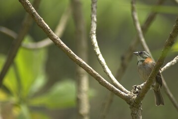 ave, naturaleza, fauna, animal, amarilla, inhospitalario, pico, sucursal, azul, emplumar, árbol, verde, tejedor, aviar, hermoso, emplumar, alas, primavera, negro, verderón, variopinto, miniatura, pass