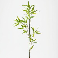 Obraz premium Elegant Bamboo Plant in Natural Light on a Plain Backdrop for Minimalist Home Decor Ideas