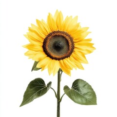 Obraz premium Radiant Sunflower Blossom with Verdant Leaves in Bright Sunshine Botanical Floral Composition