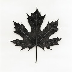 Fototapeta premium Single Detailed Black Maple Leaf on Plain Background Artistic Botanical Study Plant Minimalism