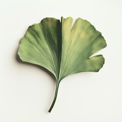 Sole Ginkgo Biloba Leaf on Plain Background Showing Details and Veins in Natural Light Style
