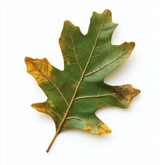 Fototapeta premium Vibrant Autumn Oak Leaf Displaying Rich Textures and Seasonal Hues on a Clean White Backdrop