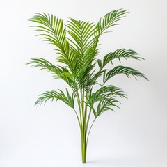 Vibrant Indoor Palm Plant Bright Green Fronds Adding Freshness and Life to Modern White Space