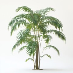 Vibrant Tropical Palm Tree with Lush Green Fronds Against a Clean Background Fresh Flora Majesty