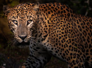 Leopard in Yala national park 