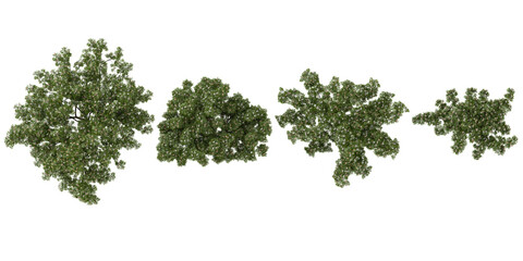 Collection of European ash Trees on transparent background from the top view