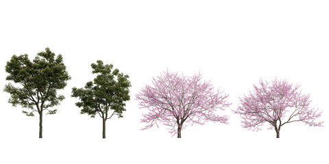 Collection of European ash,Cherry blossom Trees on transparent background