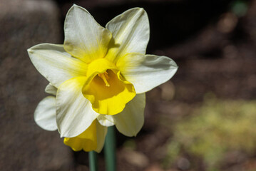 Fototapeta premium yellow daffodil in spring close up