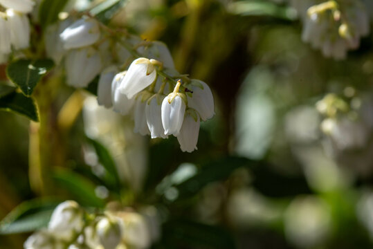 white blossoms on shrub in the garden
