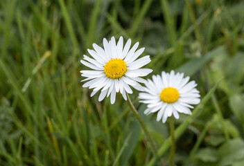 daisies in the grass close up