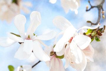 close up of a white flowers