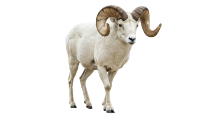 Isolated Dall Sheep Ram