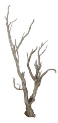 Dead tree