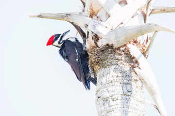 Pileated Woodpecker on a palm tree in Florida.
