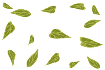 collection of fallen leaves in autumn without background