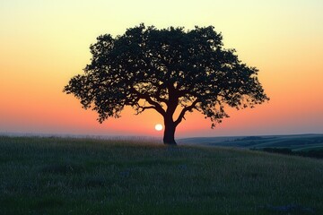 Obraz premium Silhouetted tree sunset serene landscape