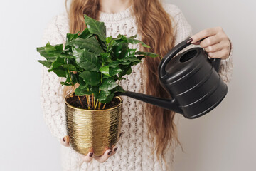 Woman watering Coffea arabica plant. Golden flower pot in hands. Taking care of plants at home. Green leaves in soft light. Watering can with water. Indoor gardening lifestyle background scene.