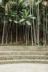 Tree climbing, landscape with stone floors and tall trees