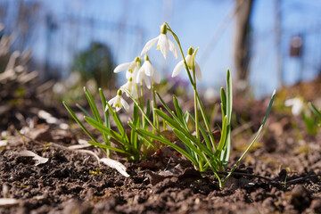 snowdrops in the garden against a blue sky at sunset