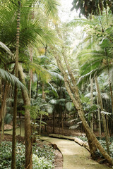 tree-lined path, trail in the middle of nature.