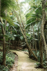 tree-lined path, trail in the middle of nature.