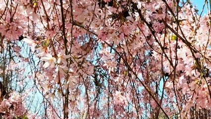 Pink cherry blossoms blooming against a clear blue sky  