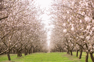 Obraz premium Blossoming almond orchard. Beautiful trees with pink flowers blooming in spring in Europe. Almond blossom.
