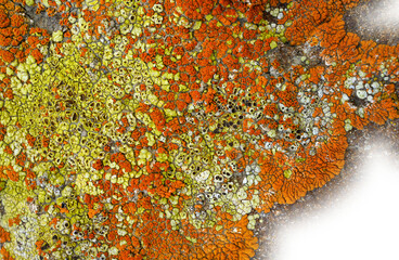 Detailed macro image of bright orange yellow lichen a natural abstract. Transparent areas.
