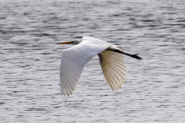 aigrette