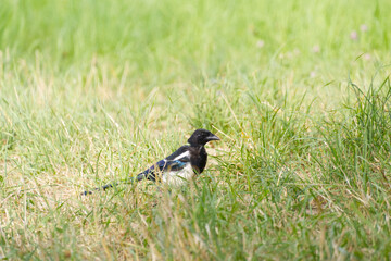 magpie in the meadow, magpie between blades of grass, magpie in the wild meadow, black and white bird, old bird, cute pica pica