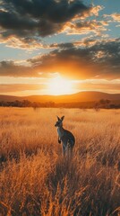 Kangaroo at Sunset in Golden Field