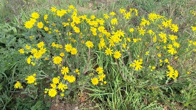 videos of wild plants and flowers
