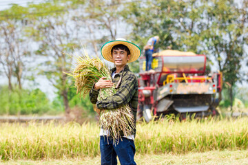Harvesting rice in the fields thailand agriculture activity rural setting close-up traditional farming techniques